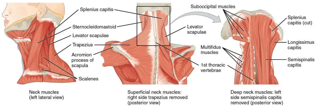 1111 Posterior and Side Views of the Neck