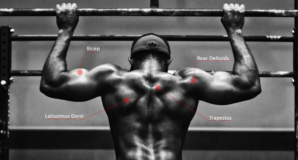 Are Pull-Ups Good for MMA - here are the muscle groups