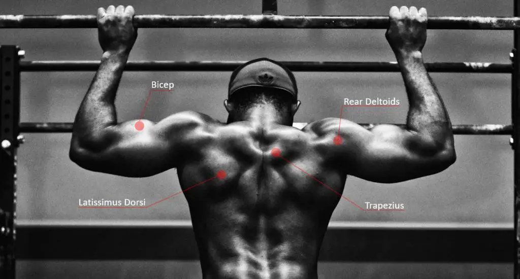 Anatomy of the back during pull-ups every day